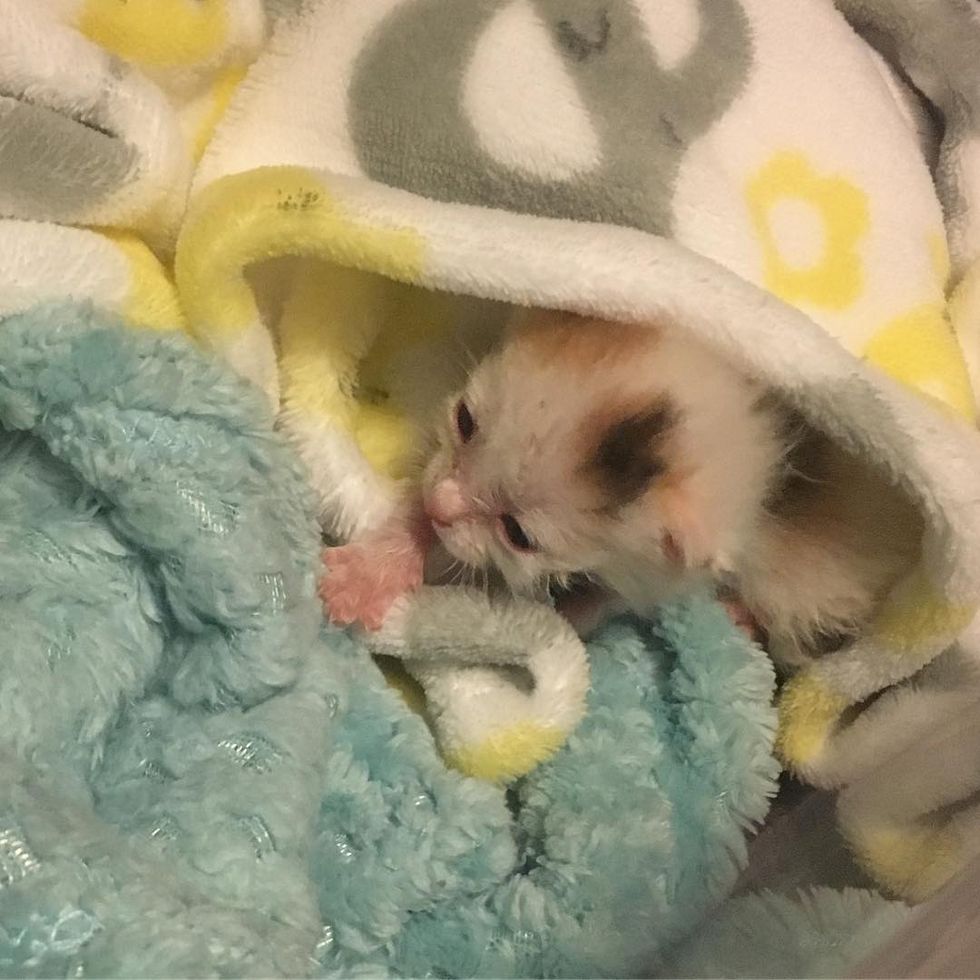 Kitten Orphaned Hours After Birth Fights Hard to Live, 5 Weeks Later ...
