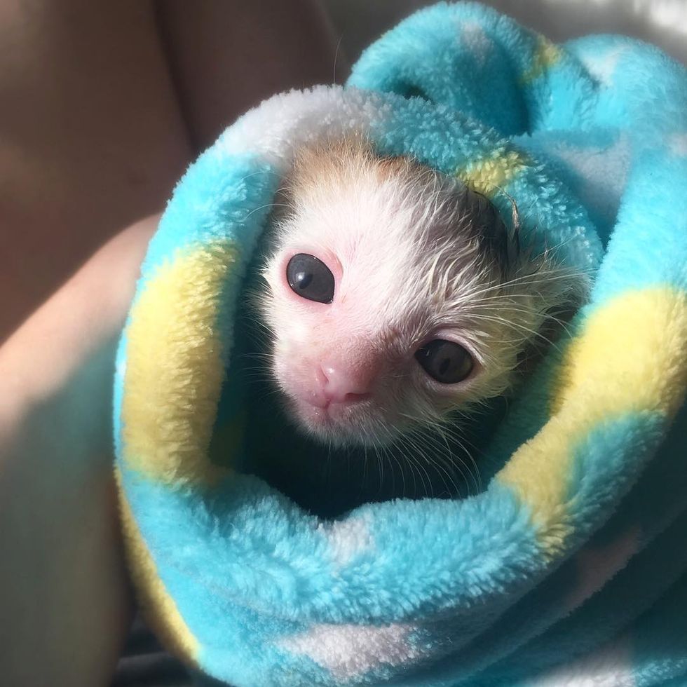 Kitten Orphaned Hours After Birth Fights Hard to Live, 5 Weeks Later ...