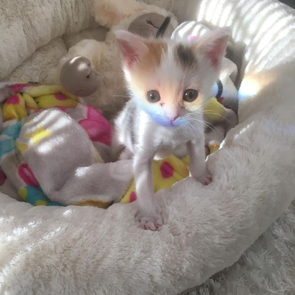 Kitten Orphaned Hours After Birth Fights Hard to Live, 5 Weeks Later ...