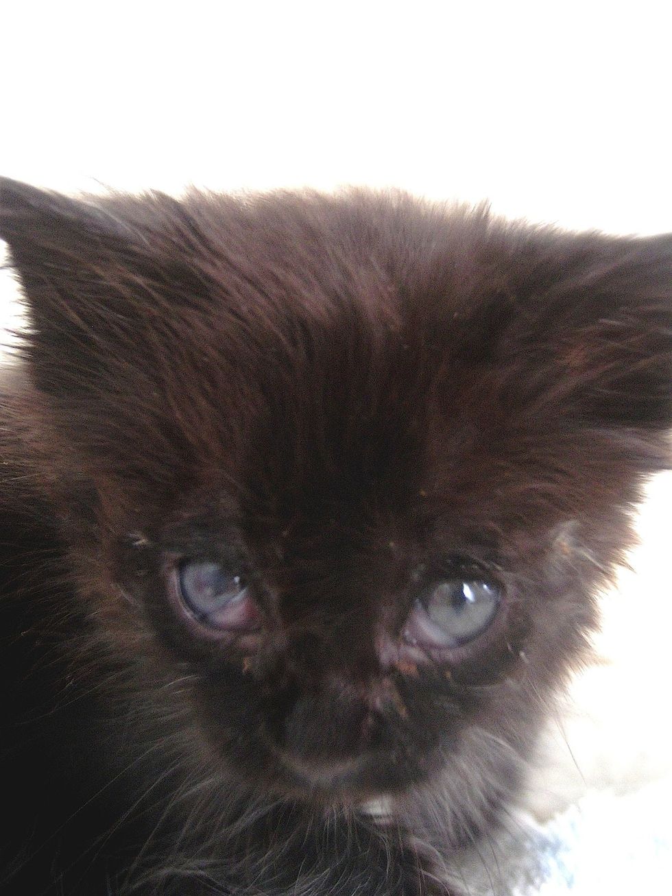 They Save Kitten's Eyes and Help Her See, What a Difference in Just 5