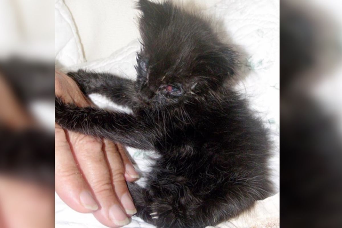 They Save Kitten's Eyes and Help Her See, What a Difference in Just 5 Days