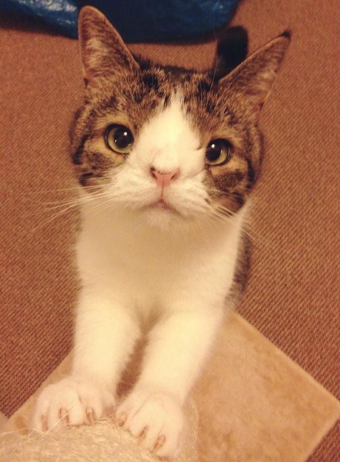 special needs cat rescue