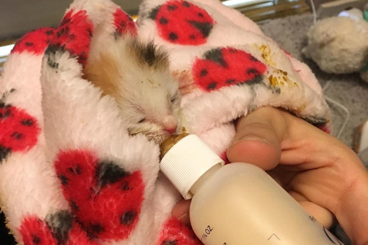 Kitten Orphaned Hours After Birth Fights Hard to Live, 5 Weeks Later..