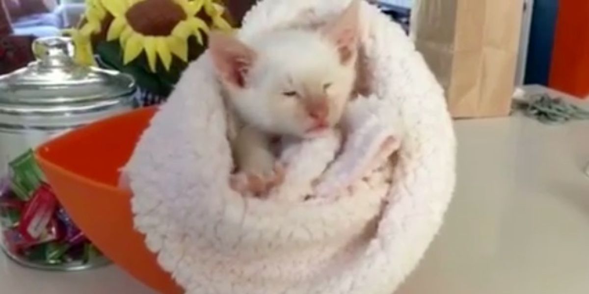 Blind And Deaf Kitten Purrs Up A Storm And Doesn T Think He S Any Different Love Meow