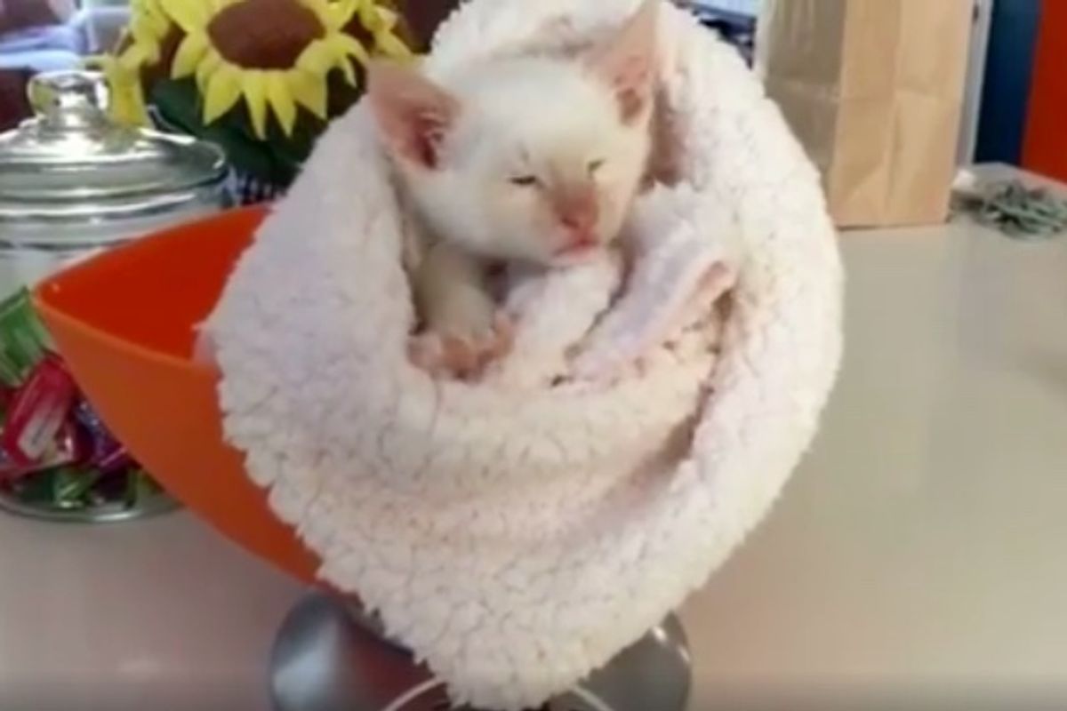 Blind and Deaf Kitten Purrs Up a Storm and Doesn't Think He's Any Different