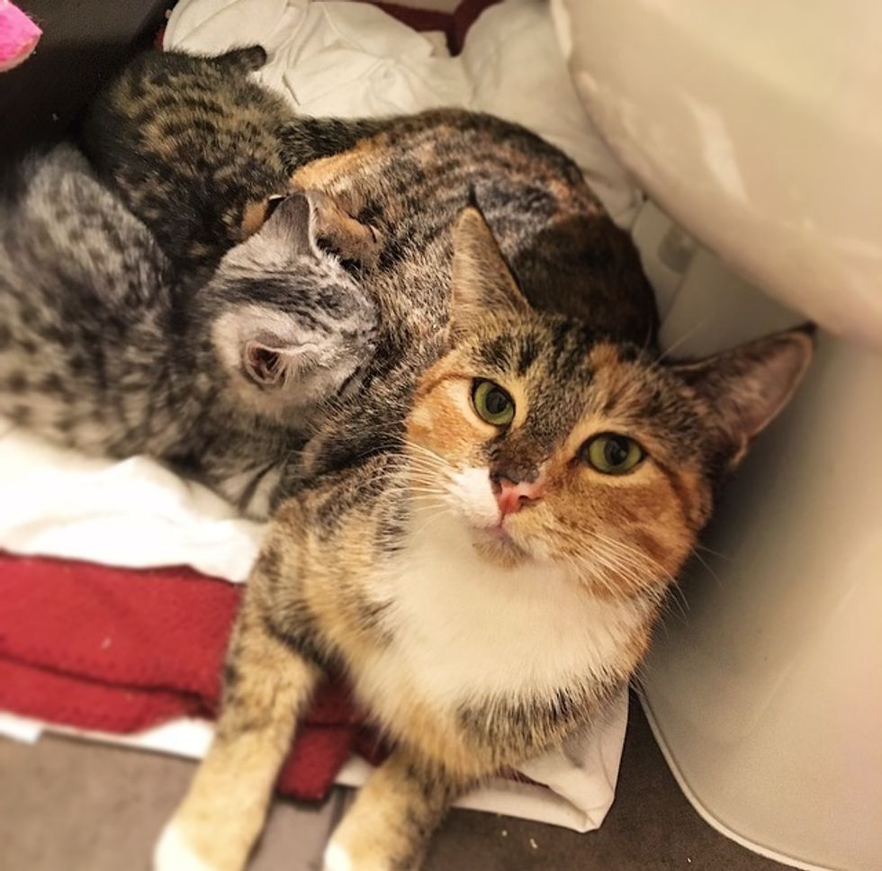 Stray Cat Mom Shelters Her Babies From Rain Behind Shovel, Won't Leave ...