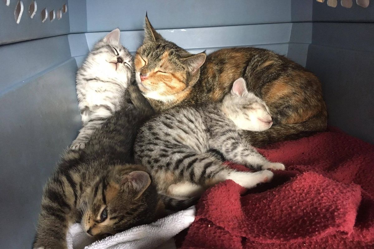 Stray Cat Mom Shelters Her Babies From Rain Behind Shovel, Won't Leave Their Side