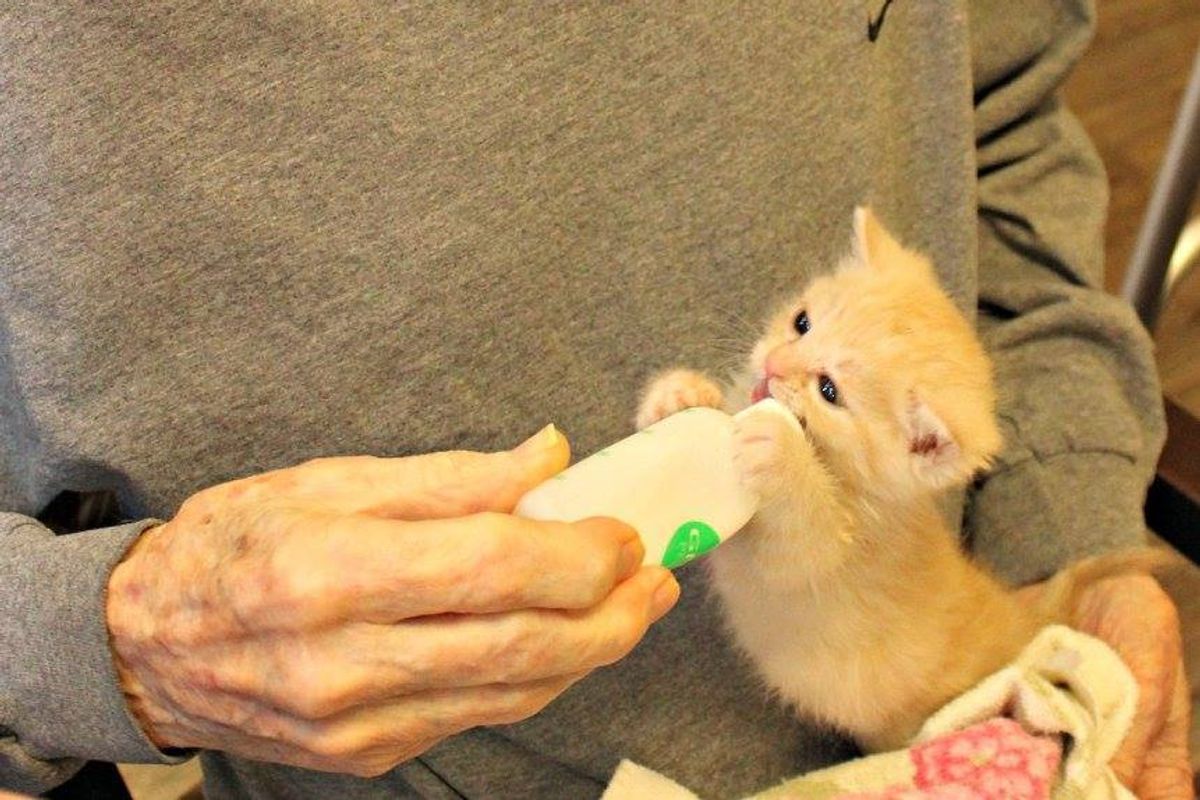Senior Residents Work Together to Save Two Orphaned Kittens