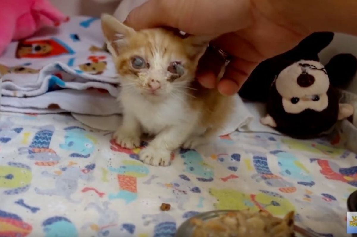 Vet Saves Saddest Looking Kitten and Spends Two Months Nursing Him Back to Health