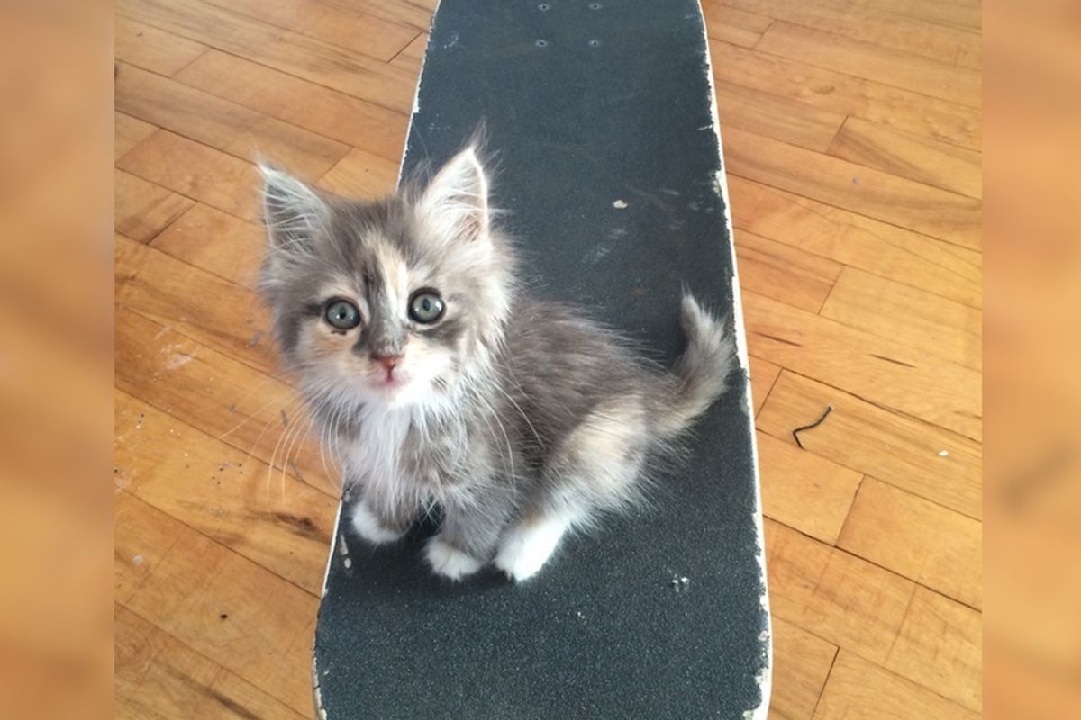 Stray Kitten Walks Up to Man, Takes Over His Skateboard and Heart, Now a Year Later..