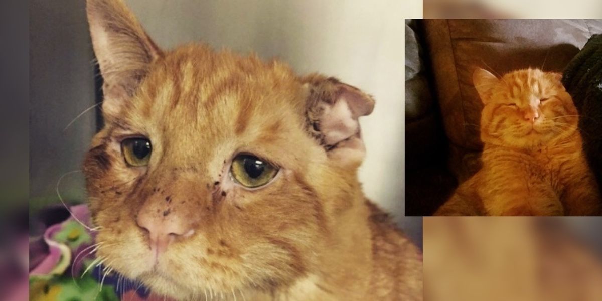 Couple Takes a Chance on Sad Shelter Cat Who Couldn't Find Home, an