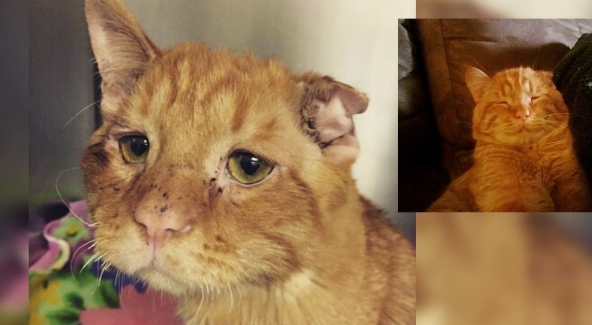 Couple Takes a Chance on Sad Shelter Cat Who Couldn't Find Home, an Hour After Adoption..