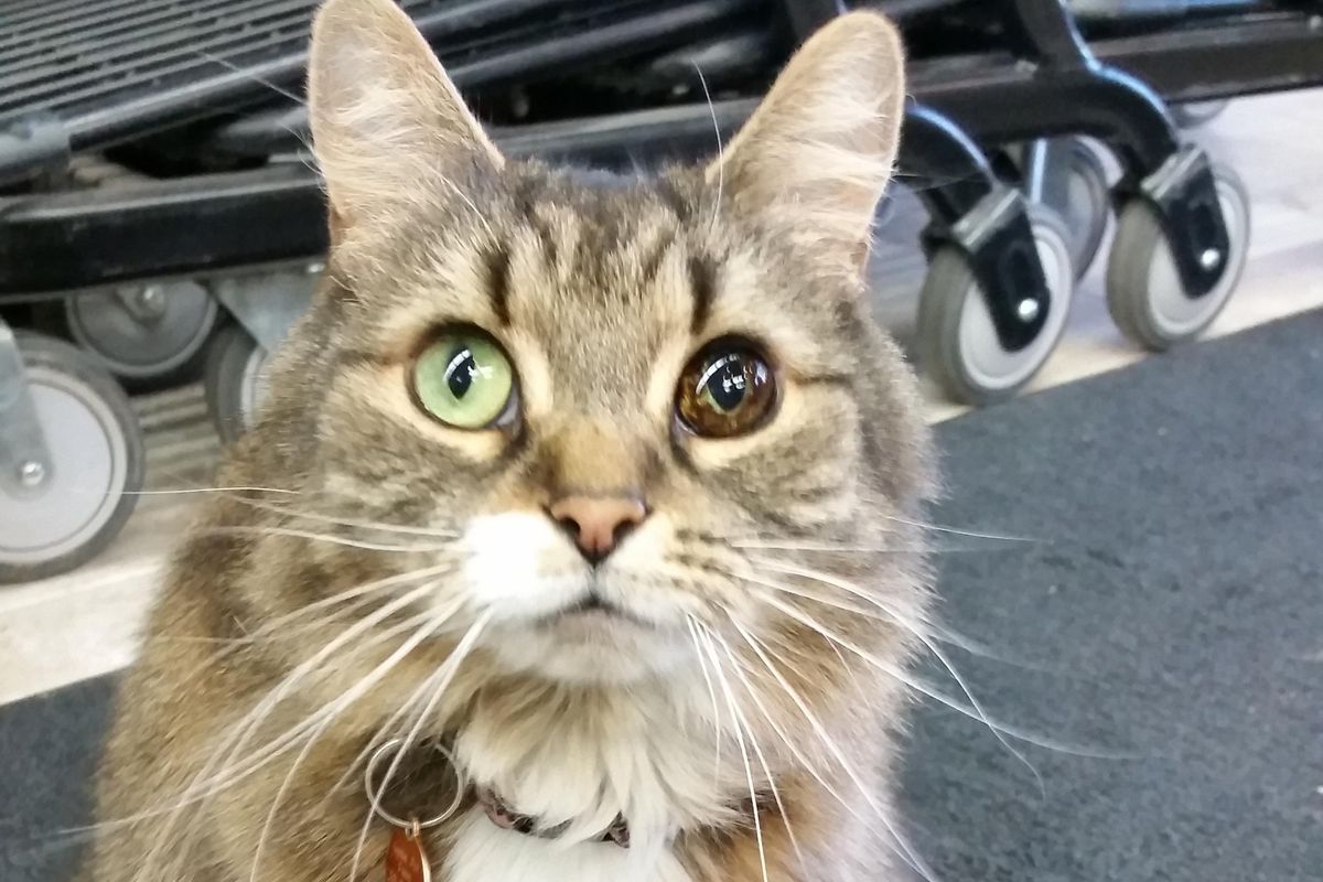 Woman Saves Stray Cat with Unique Eye, the Kitty Returns the Favor...