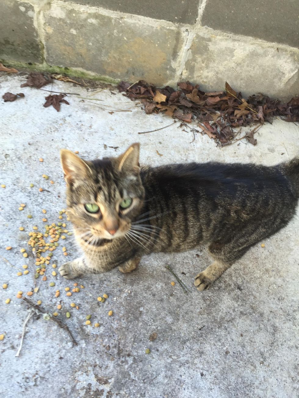 Stray Cat Chooses Family and Demands to Be with Them - Love Meow