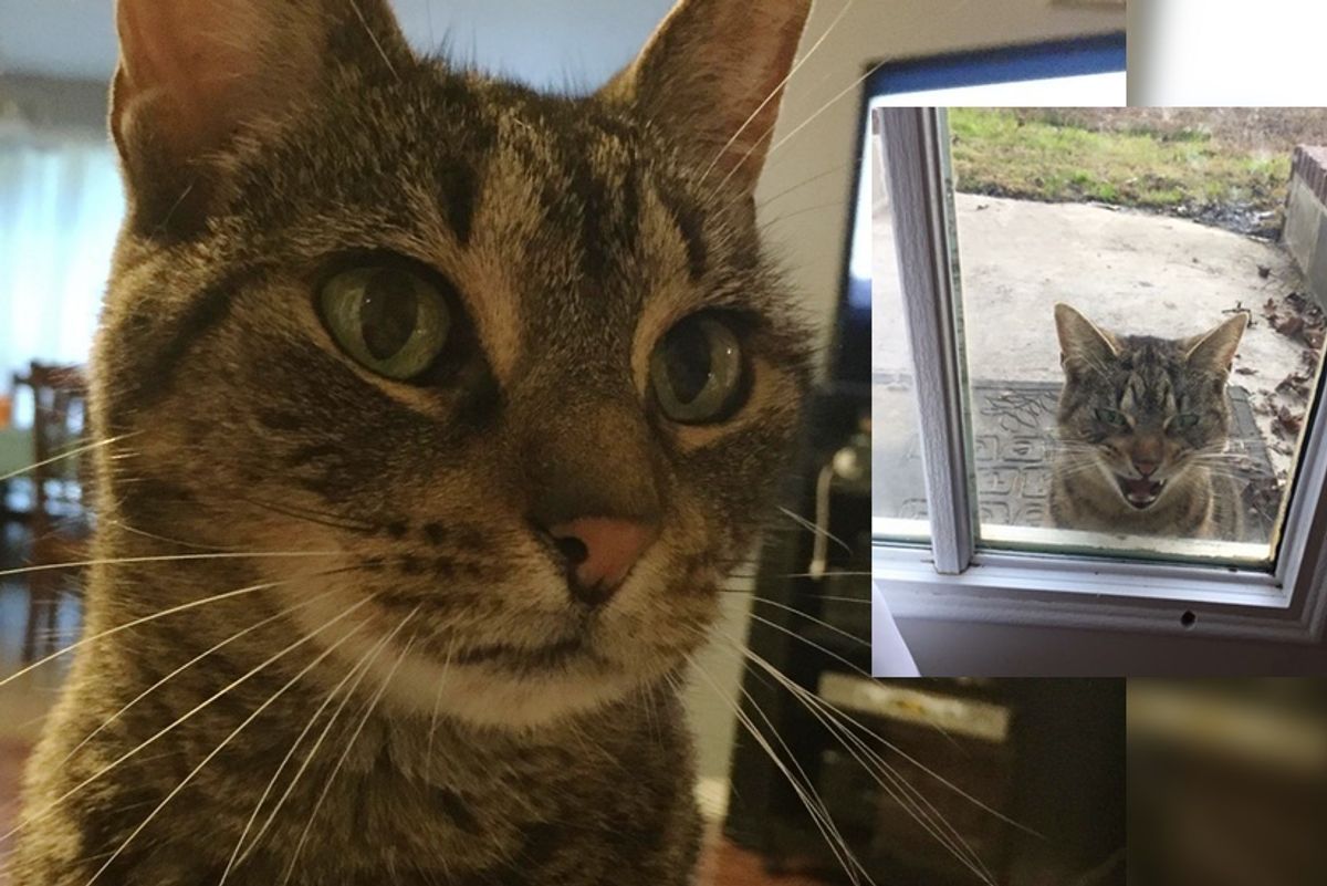 Stray Cat Chooses Family and Demands to Be with Them