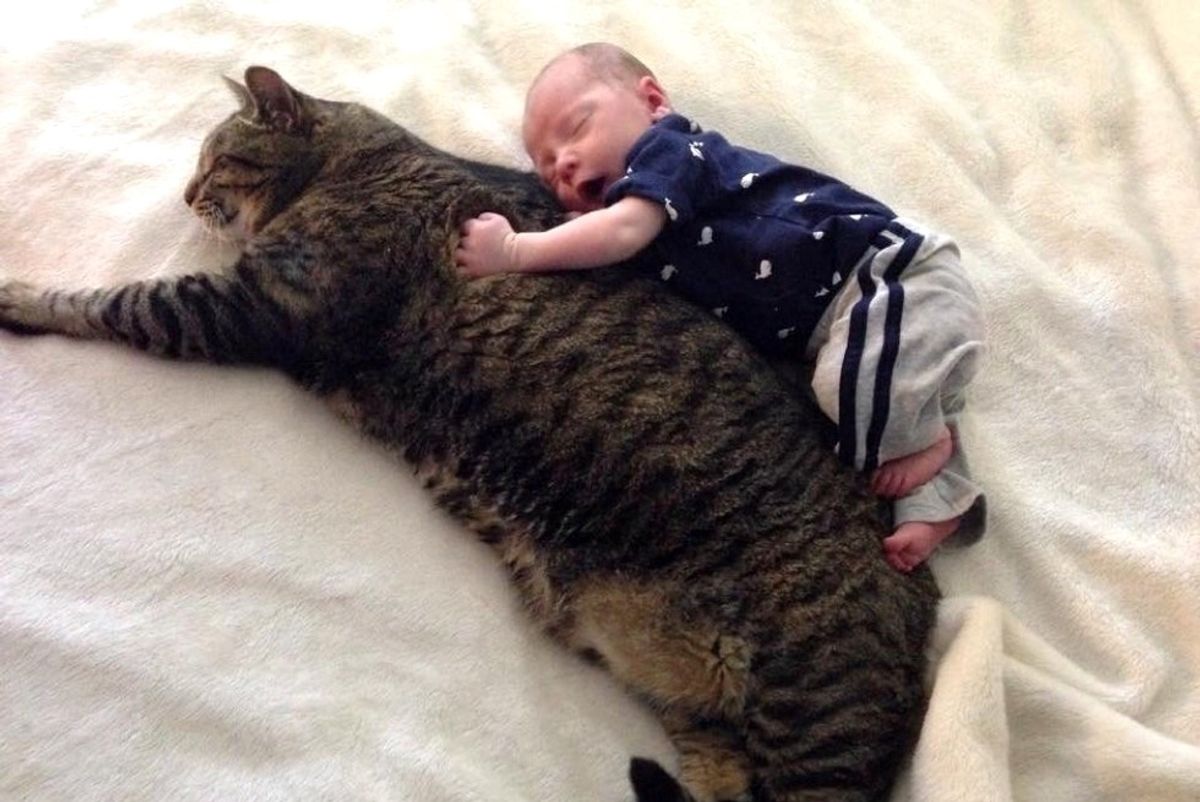 Tabby Cat Guards His Baby Brother And Becomes His Cuddle Buddy For Life Love Meow Tabby Cat Guards His Baby Brother And Becomes His Cuddle Buddy For Life Love Meow