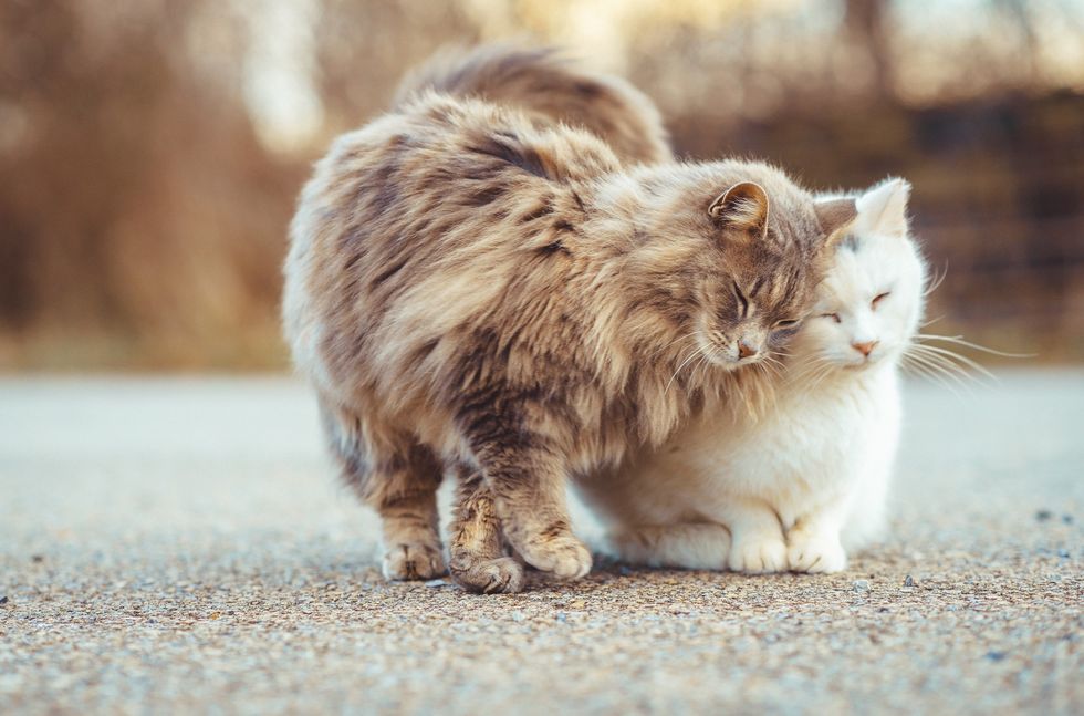 Couple Cares for 25 Lumber Yard Cats and Tries to Earn Their Trust ...