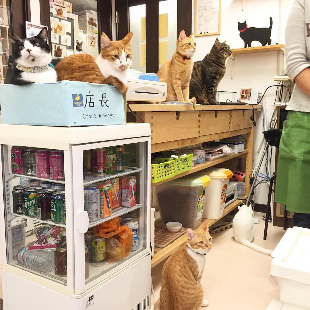 on cat store
