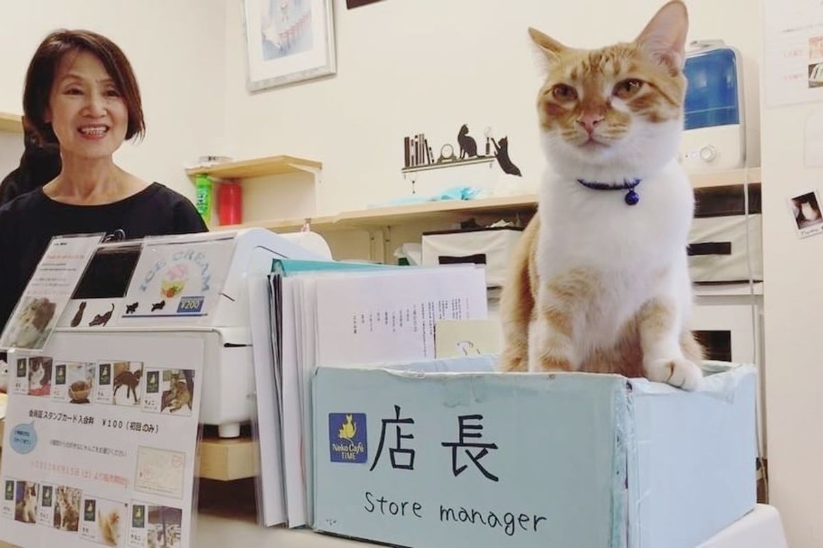 Happy Place Run by Nine Rescue Cats, Store Manager is Feline