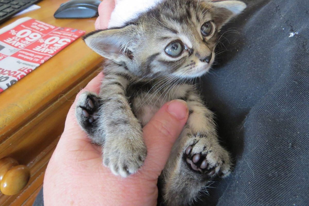 Tiniest Kitten Rescued by Big Guy They Never Expected, Now 2 Years Later