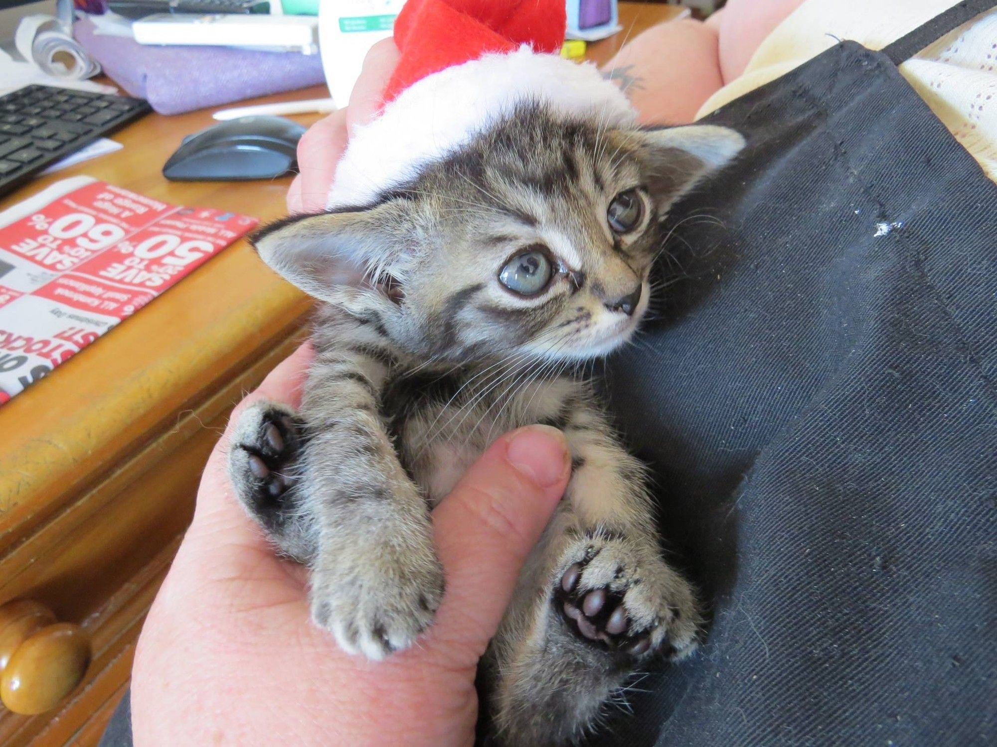 2 month shops old tabby kitten