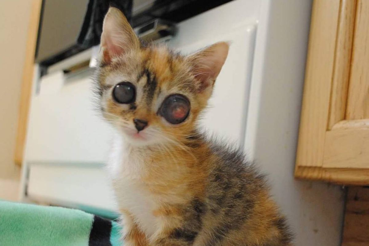 Stray Kitten with “Frog Eyes” Surprises Rescuers with Her Amazing Fight to Live