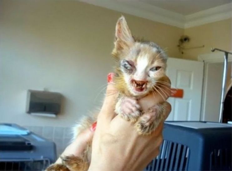 Cats of Gili - Meow! This little girl was so angry when I caught