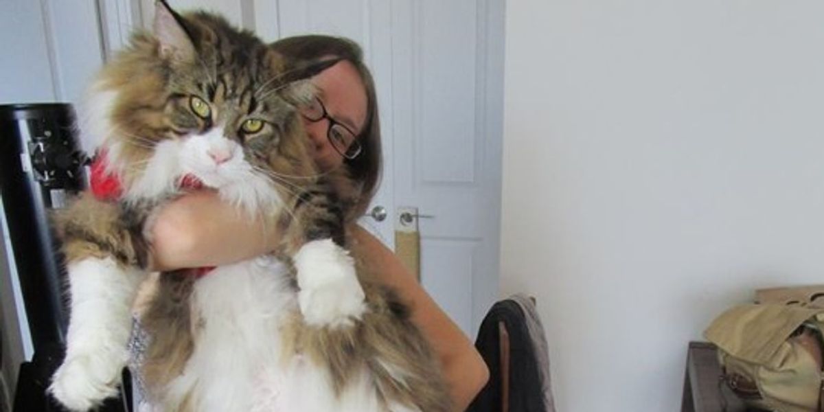 Giant Maine Coon Keeps His Human Warm as Her Purring Blanket - Love Meow