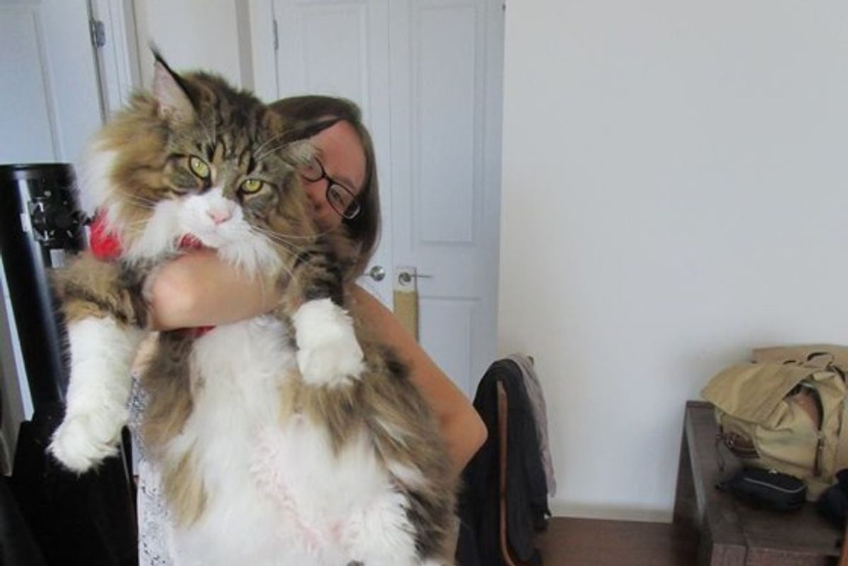Giant Maine Coon Keeps His Human Warm as Her Purring Blanket