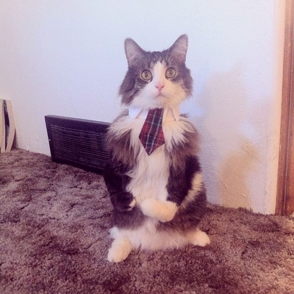 Happy Cat Walks On Two Legs Like a Little Human Love Meow