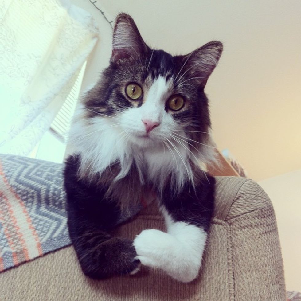 Happy Cat Walks On Two Legs Like a Little Human Love Meow