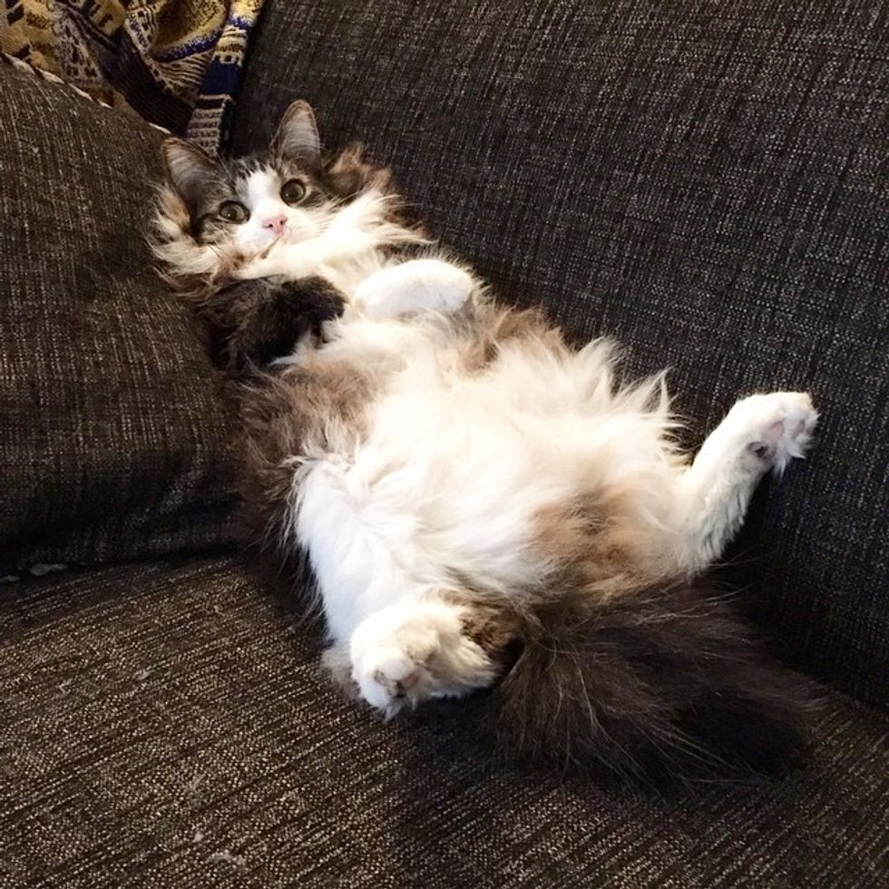 Happy Cat Walks On Two Legs Like a Little Human Love Meow