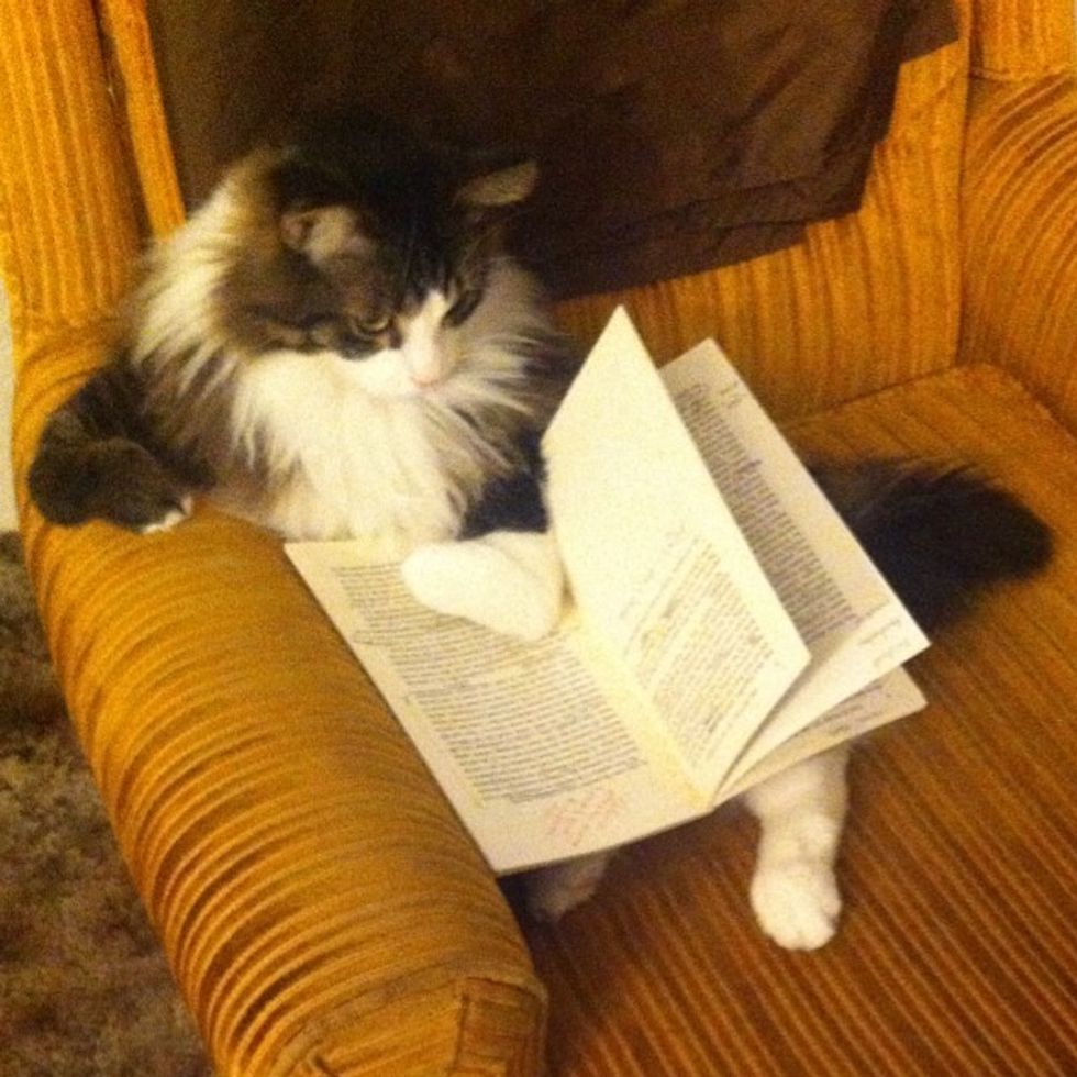 Happy Cat Walks On Two Legs Like a Little Human Love Meow