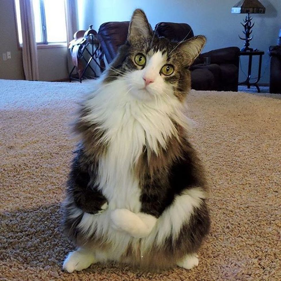 Happy Cat Walks On Two Legs Like a Little Human Love Meow