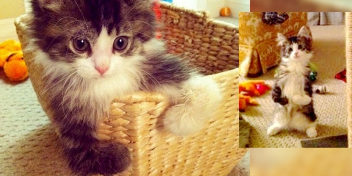 Happy Cat Walks On Two Legs Like a Little Human Love Meow