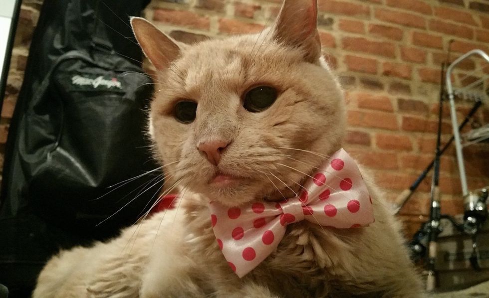 Couple Gave 21 Year Old Super Senior Cat a Chance to Live Out His Best