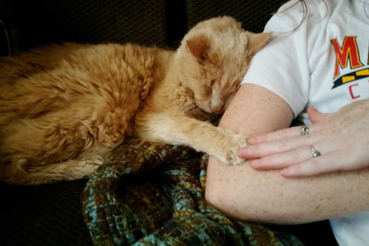 Couple Gave 21 Year Old Super Senior Cat a Chance to Live Out His Best Life, Now a Year Later...