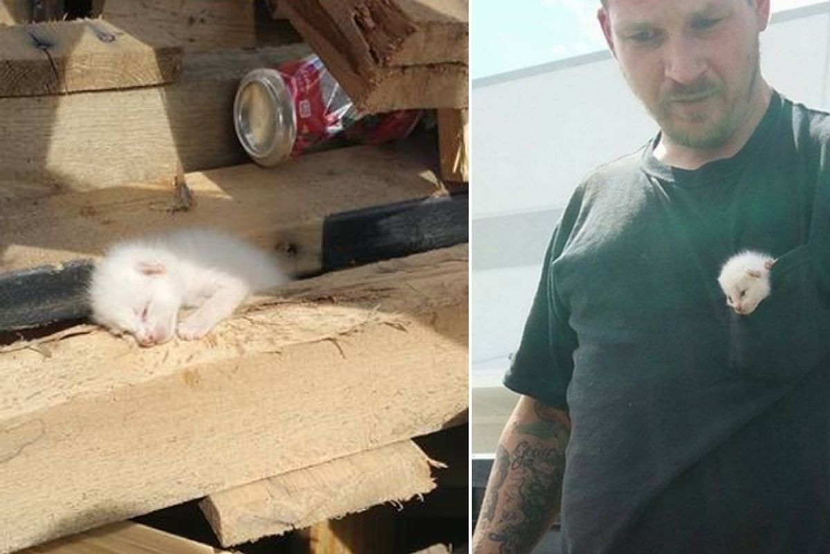 Man Spent 7 Hours Digging in Piles of Wood to Save Litter of Kittens in Dumpster