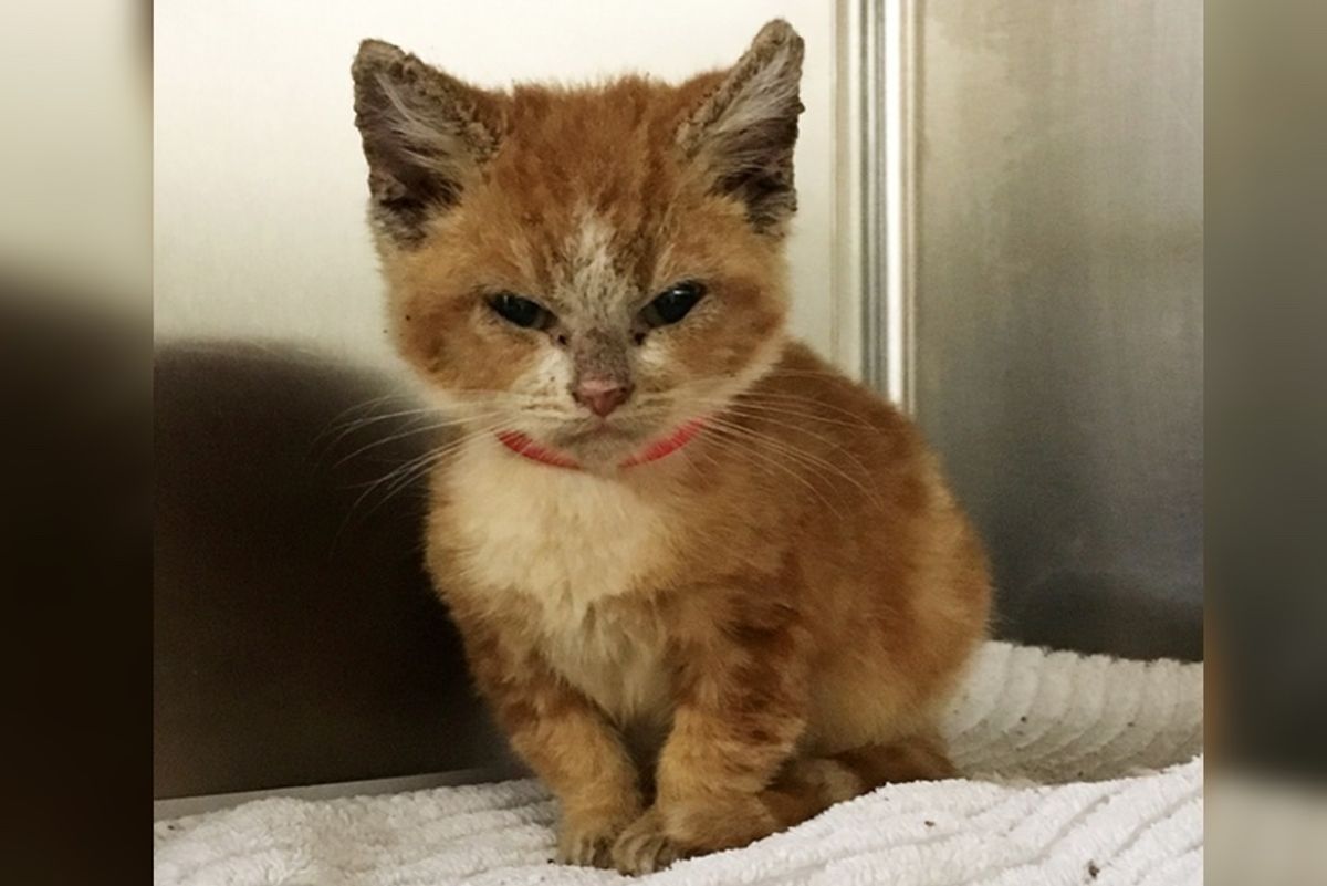 Grumpy Rescue Kitten Transforms Into a Happy Kitty