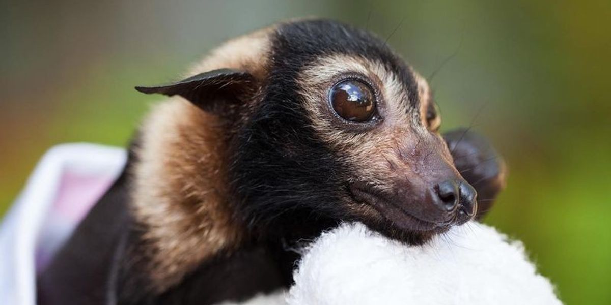 Fall in the Bay Area Means Bats Lots of Bats 7x7 Bay Area