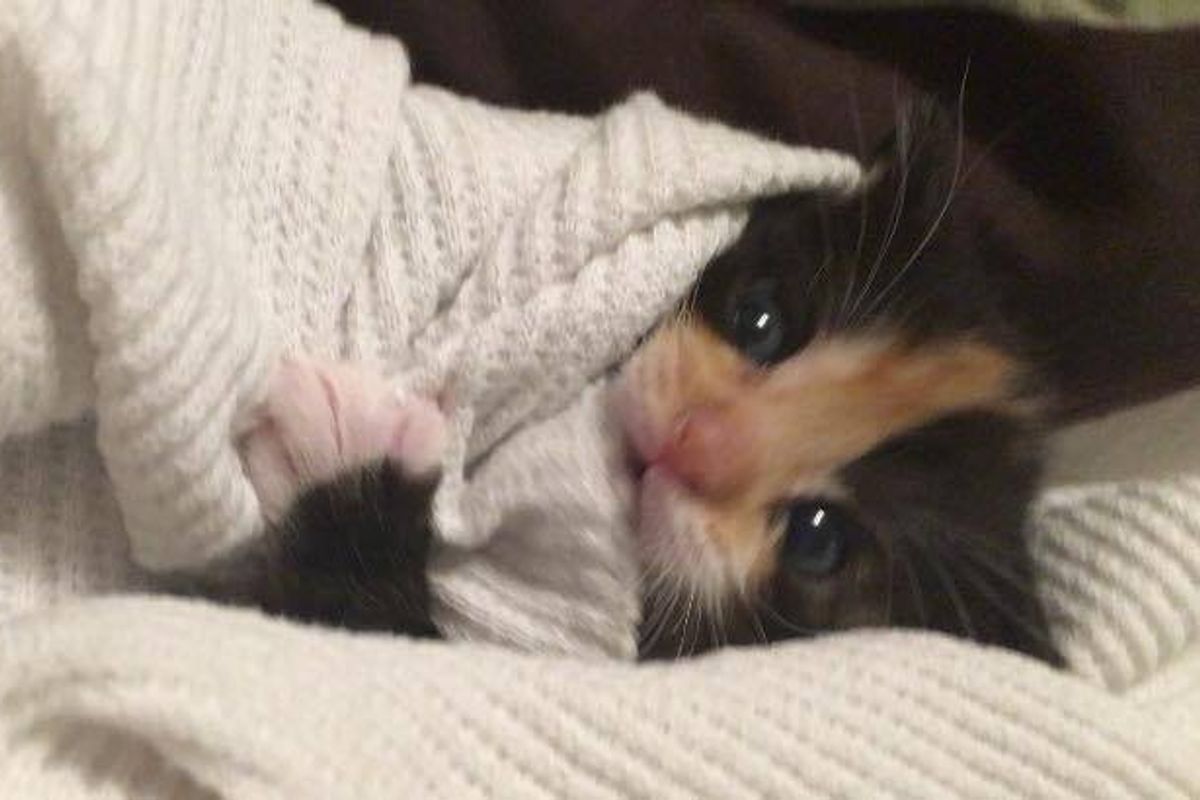 Orphaned Kitten Saved by Woman, Who is a Survivor Just Like Her