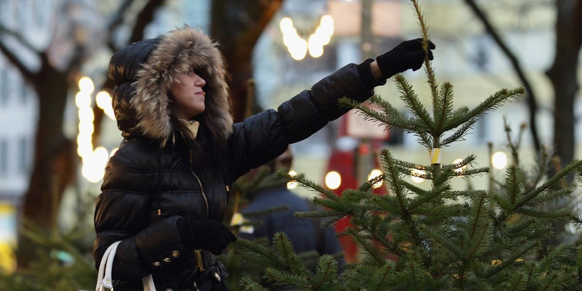 Where to buy real Christmas trees in and around Edinburgh ...
