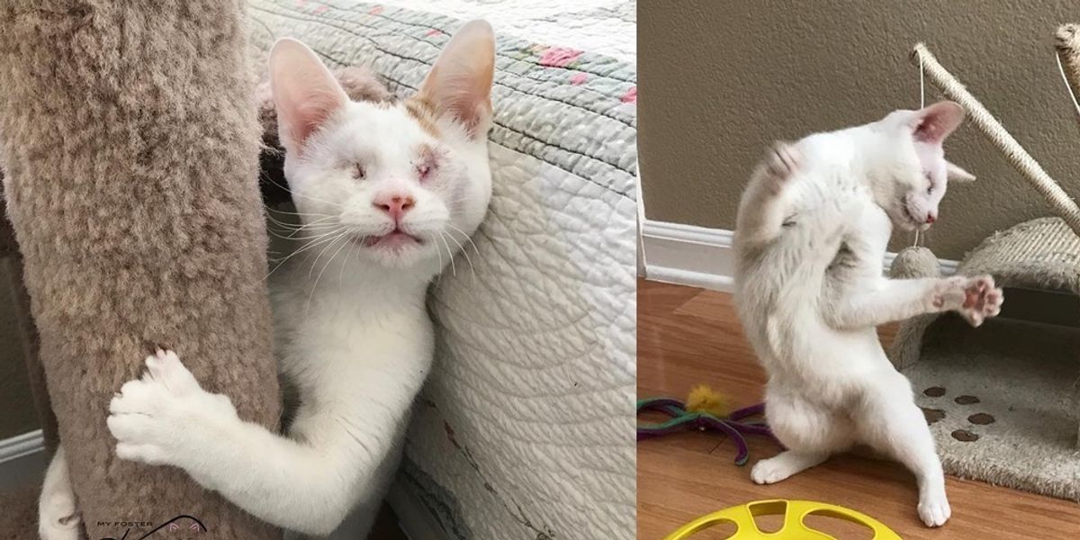 Blind Kitten Saved from a Tree Tells His Rescuers How Happy He is Every Day Love Meow