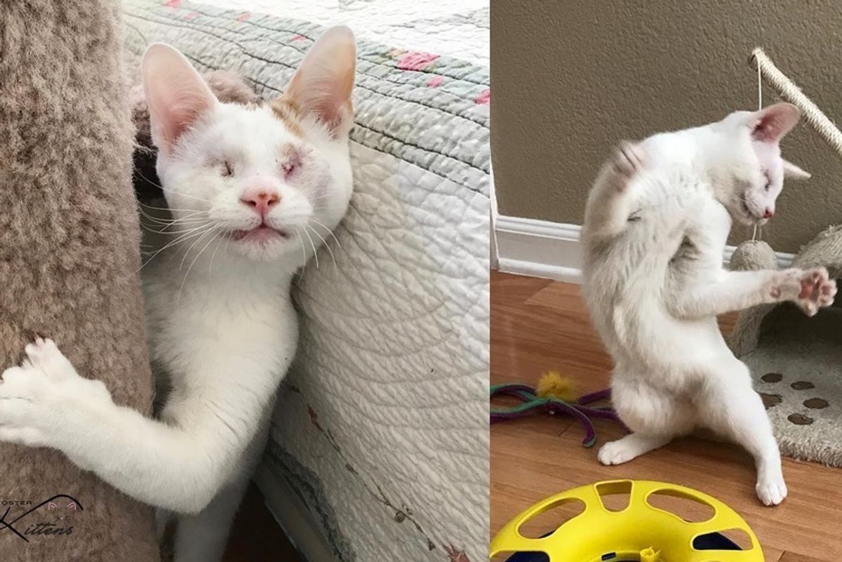 Blind Kitten Saved from a Tree Tells His Rescuers How Happy He is Every Day