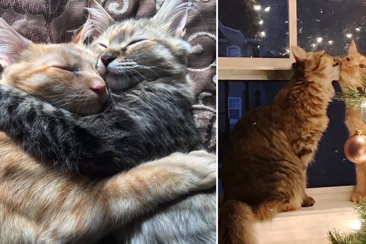 Shelter Kitty Won’t Let Go of Her Best Friend When She is Adopted, A Week Later..