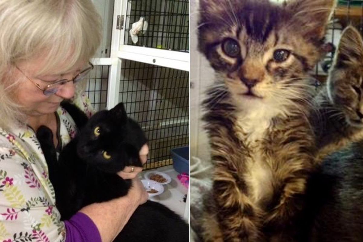 Woman Risks Life to Save Nearly 20 Rescue Cats From Burning Building