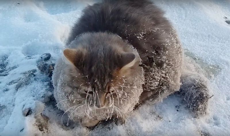 Couple Saves Cat Whose Paws Were Frozen In Ice During Deadly Weather