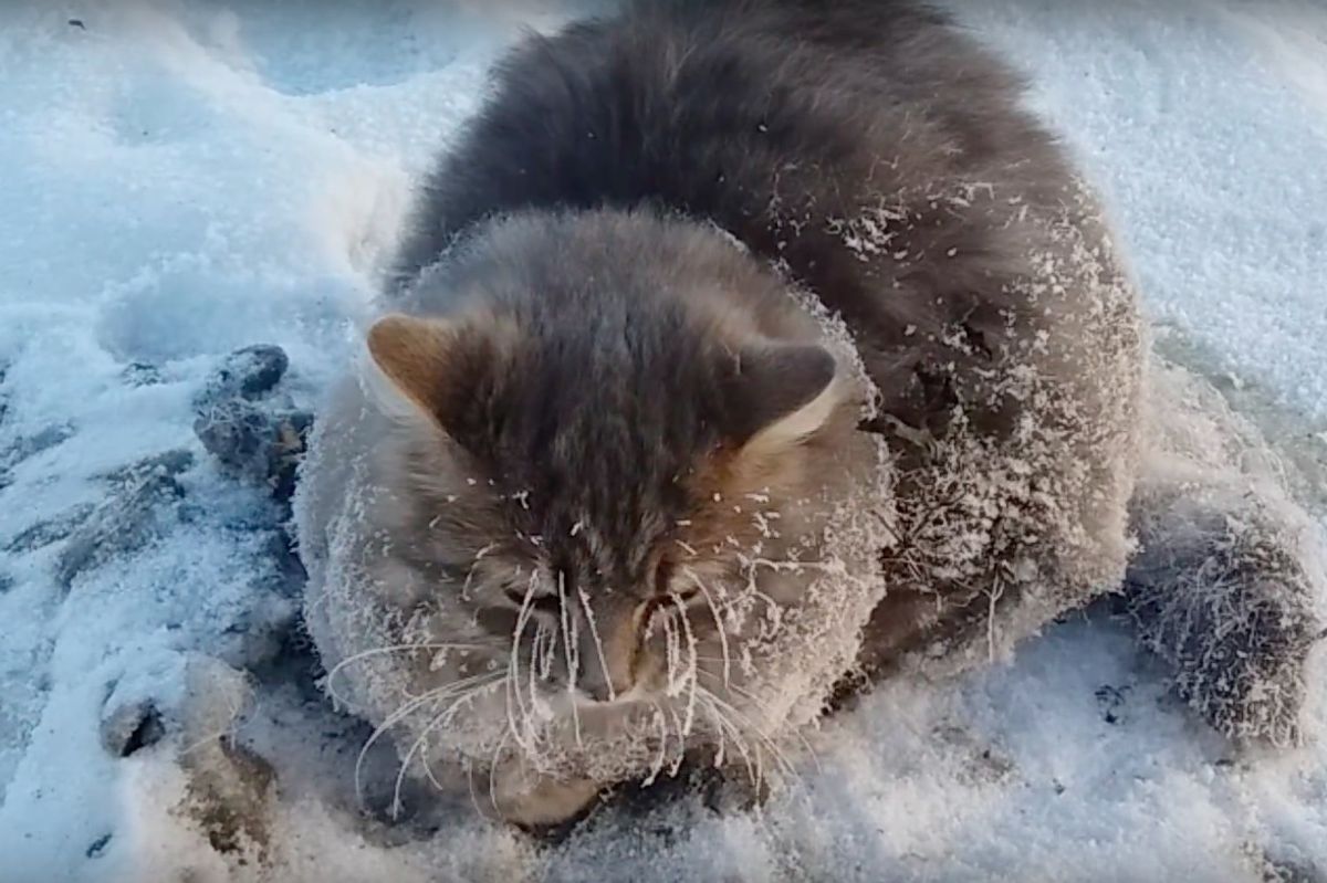Couple Saves Cat Whose Paws Were Frozen In Ice During Deadly Weather