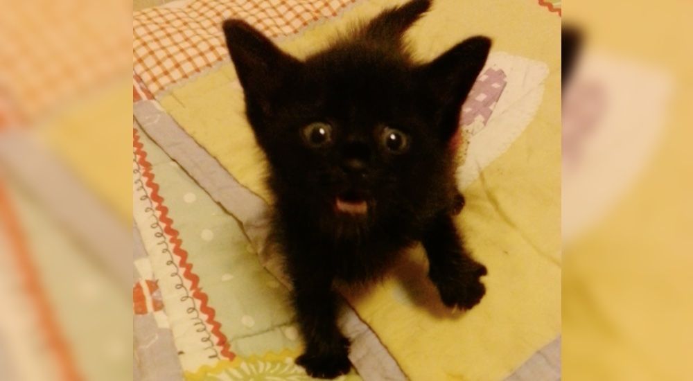 They Give Roadside Kitten Food He is So Happy He Sings the Song of Meows