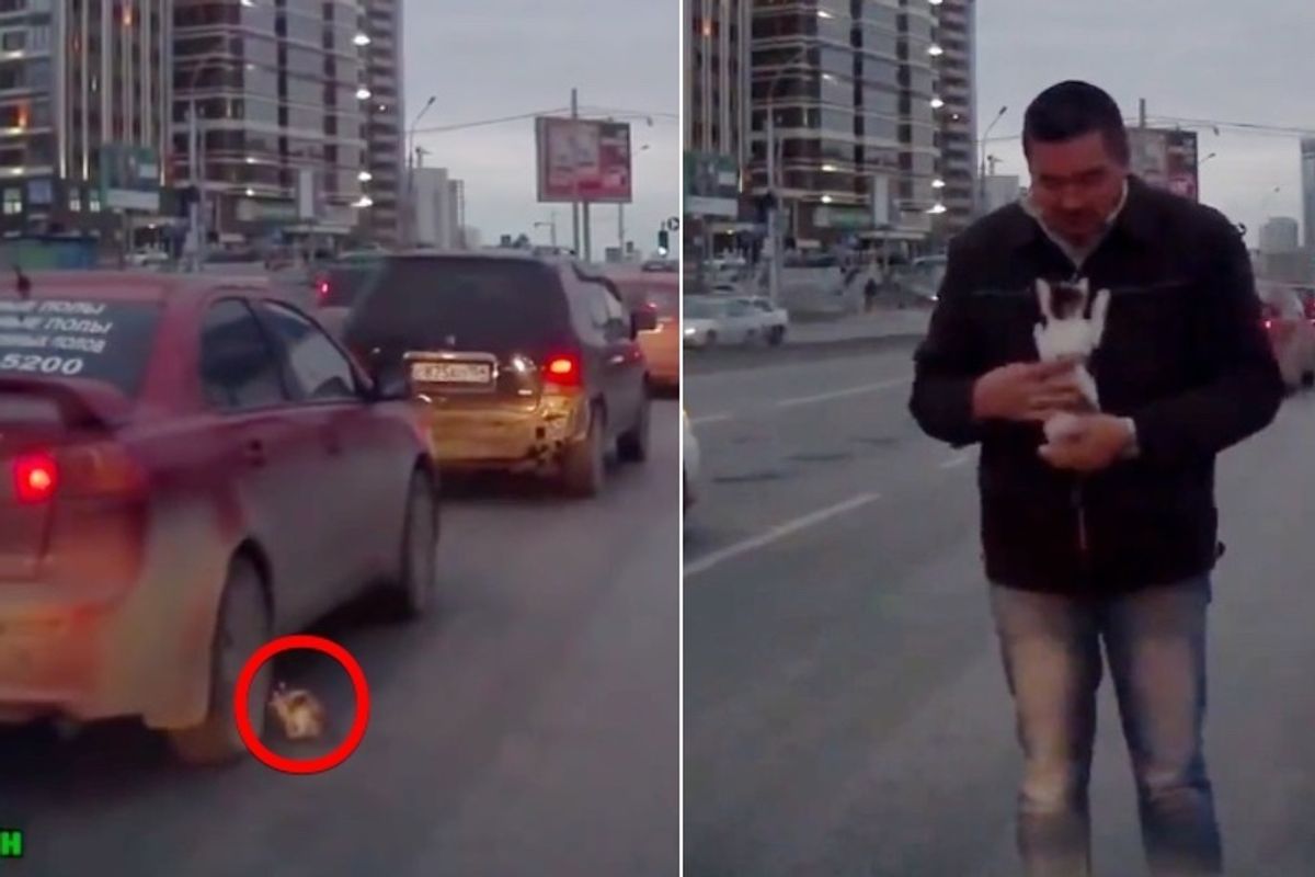 Man Runs to Save Kitten, Who Escaped Certain Death